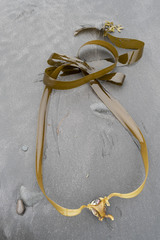 Arthrothamnus bifidus