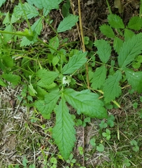 Agrimonia rostellata