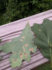 Polystepha quercifolia