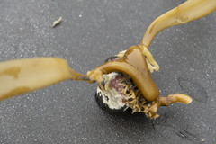 Arthrothamnus bifidus