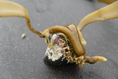 Arthrothamnus bifidus