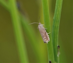 Lepidoptera