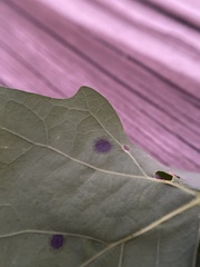 Polystepha quercifolia