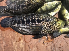 Parachromis managuensis image