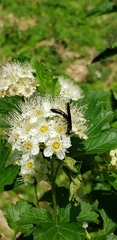 Phylloecus trimaculatus