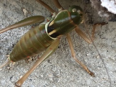 Pediodectes haldemanii