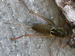 Pediodectes haldemanii