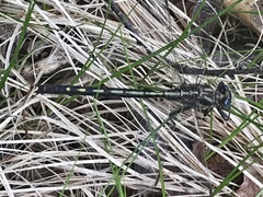 Phanogomphus lividus