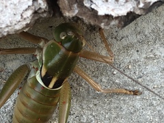 Pediodectes haldemanii