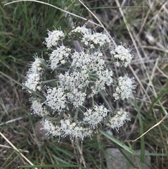 Lomatium macrocarpum