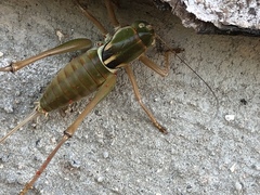 Pediodectes haldemanii