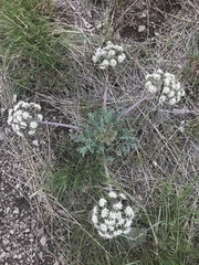 Lomatium macrocarpum