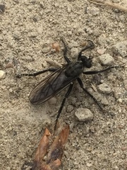 Lasiopogon