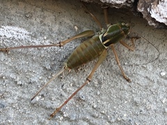 Pediodectes haldemanii