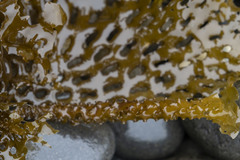 Thalassiophyllum clathrus