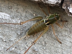 Pediodectes haldemanii