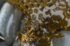 Thalassiophyllum clathrus