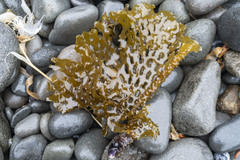 Thalassiophyllum clathrus