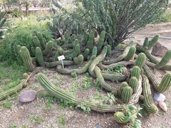 Echinopsis