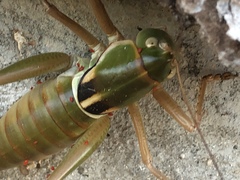 Pediodectes haldemanii