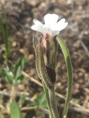 Silene involucrata