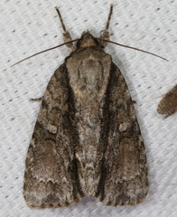 Acronicta connecta