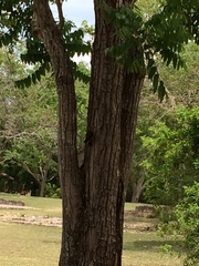 Melanerpes