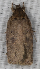 Agonopterix argillacea