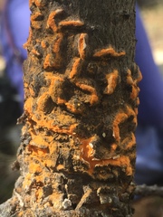 Cronartium comandrae