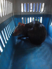 Dasyprocta fuliginosa