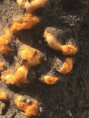 Cronartium comandrae