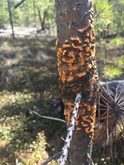 Cronartium comandrae