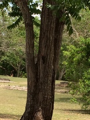 Melanerpes