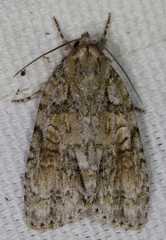 Acronicta ovata