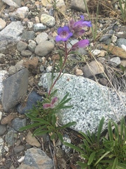 Penstemon gormanii