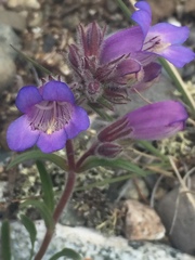 Penstemon gormanii