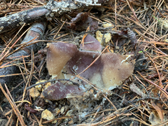 Sarcosphaera coronaria