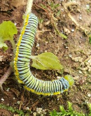 Leptophobia
