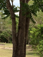 Melanerpes