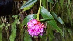 Elleanthus capitatus