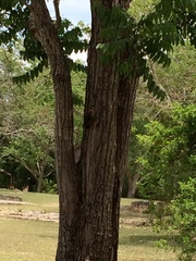 Melanerpes