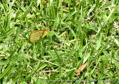 Colias dimera
