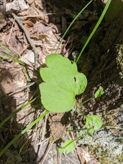 Clematis occidentalis