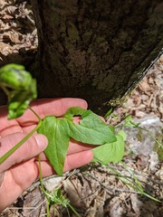 Clematis occidentalis