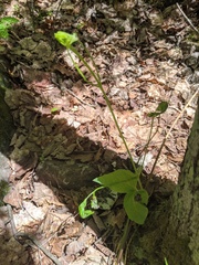 Clematis occidentalis