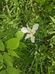 Irideae