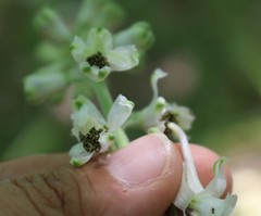 Delphinium carolinianum virescens