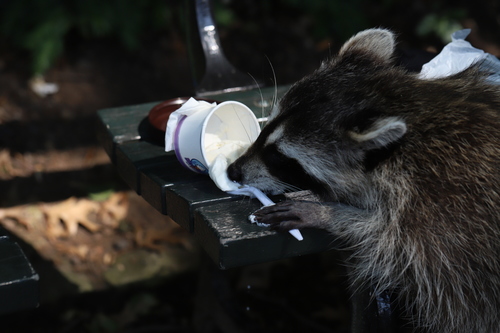 Common Raccoon photographed in New York