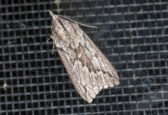 Rhynchopsota rhyncophora