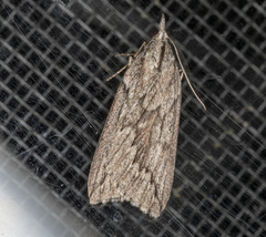Rhynchopsota rhyncophora